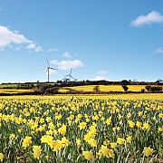 Daffodils